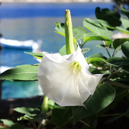 Apartments By The Sea Tri Zala, Korcula - 556